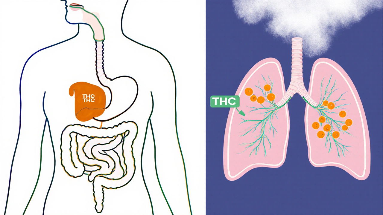 Schematické zobrazení trávení a inhalace THC v těle.