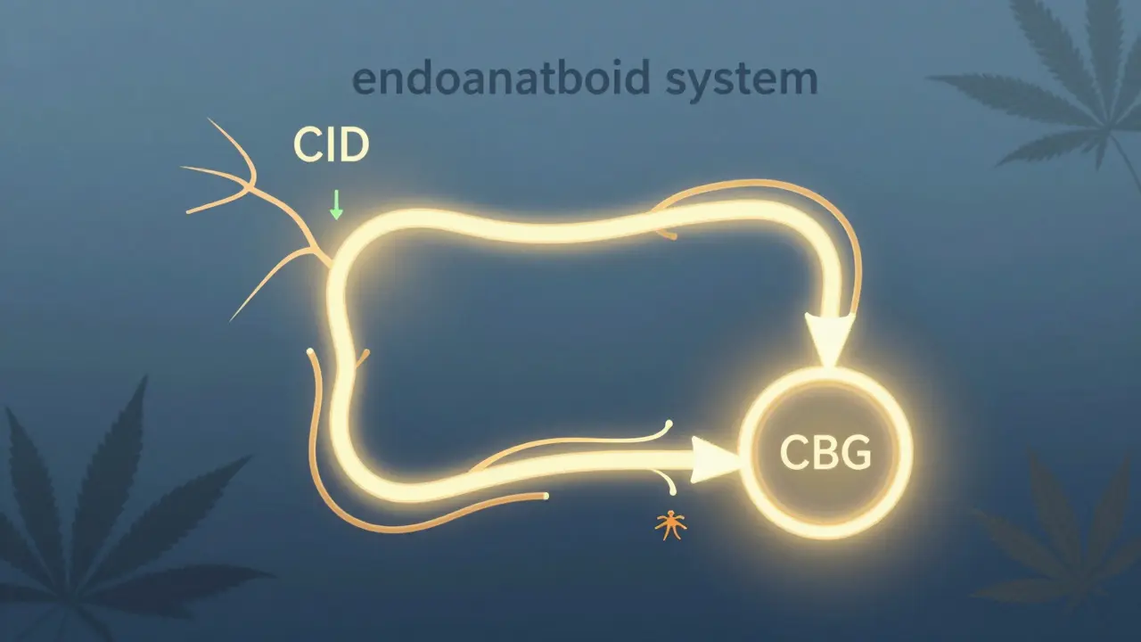 Schematický diagram endokanabinoidního systému s CBD a CBG podporujícími rovnováhu nervových receptorů.