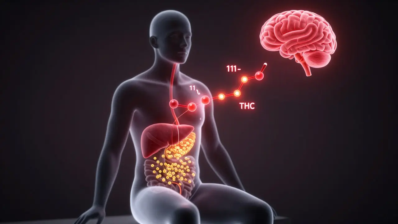 Ilustrace metabolismu THC v játrech a jeho cestě do mozku