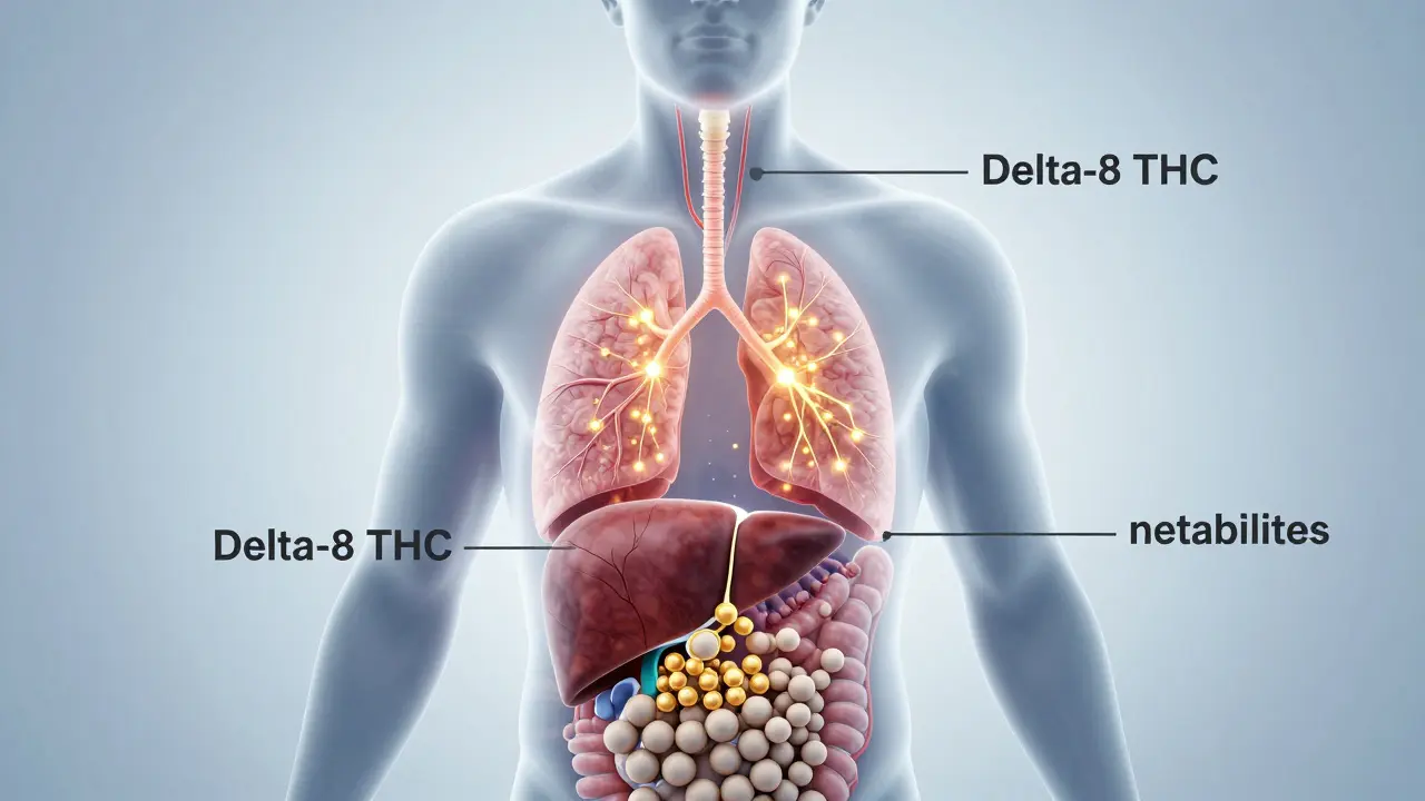 Jak dlouho zůstává delta-8 v těle? Časový harmonogram a faktory ovlivňující vyčištění
